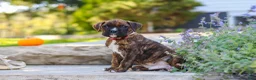 Boxer dogs for sale: Theo - Ad 3