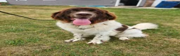 Newfoundland dogs for sale: Keira - Ad 4