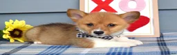 Welsh Corgi Pembroke dogs for sale: Winston - Ad 10