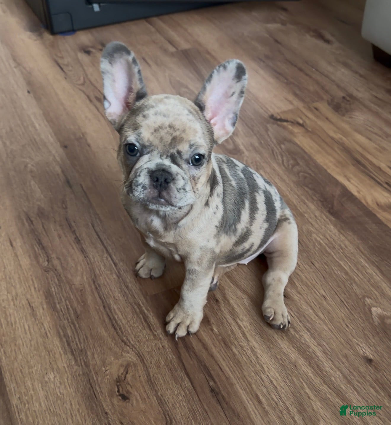 French Bulldog dogs Bailey - Ad 1