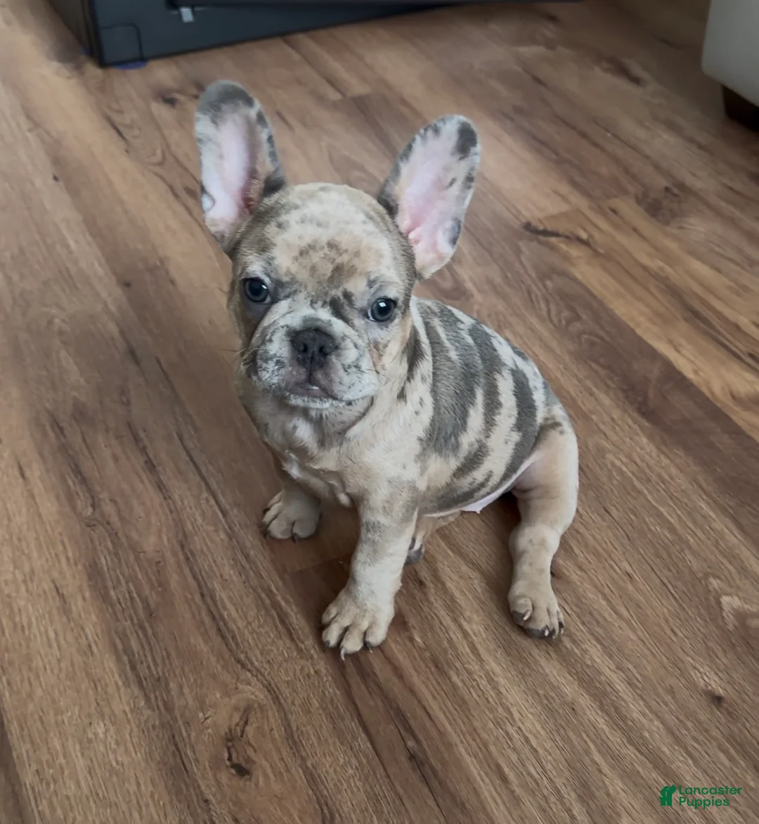 French Bulldog dogs for sale: Bailey - Ad 1