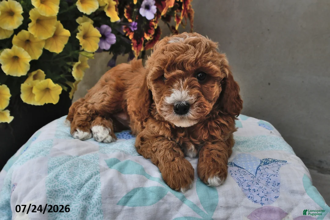 Cavapoo dogs for sale: Diamond - Ad 1