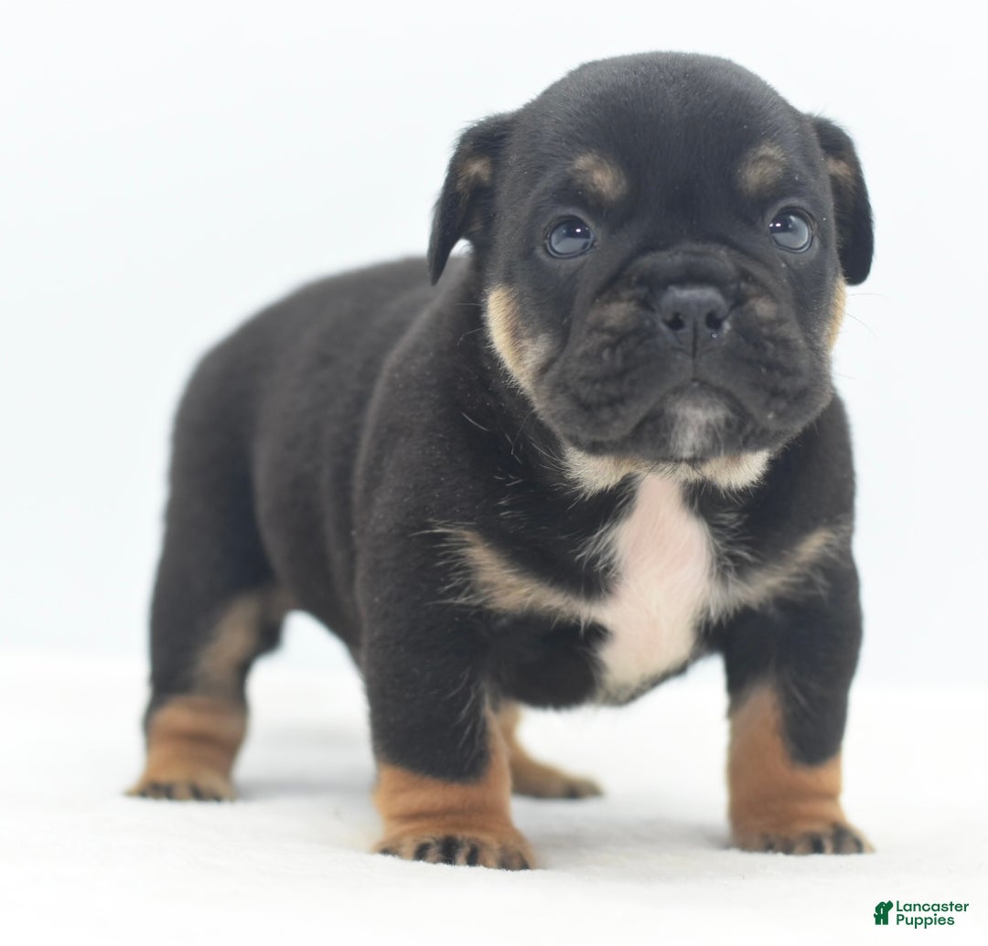 Mixed Breed dogs for sale: Knox tricolor bully puppy  - Ad 15