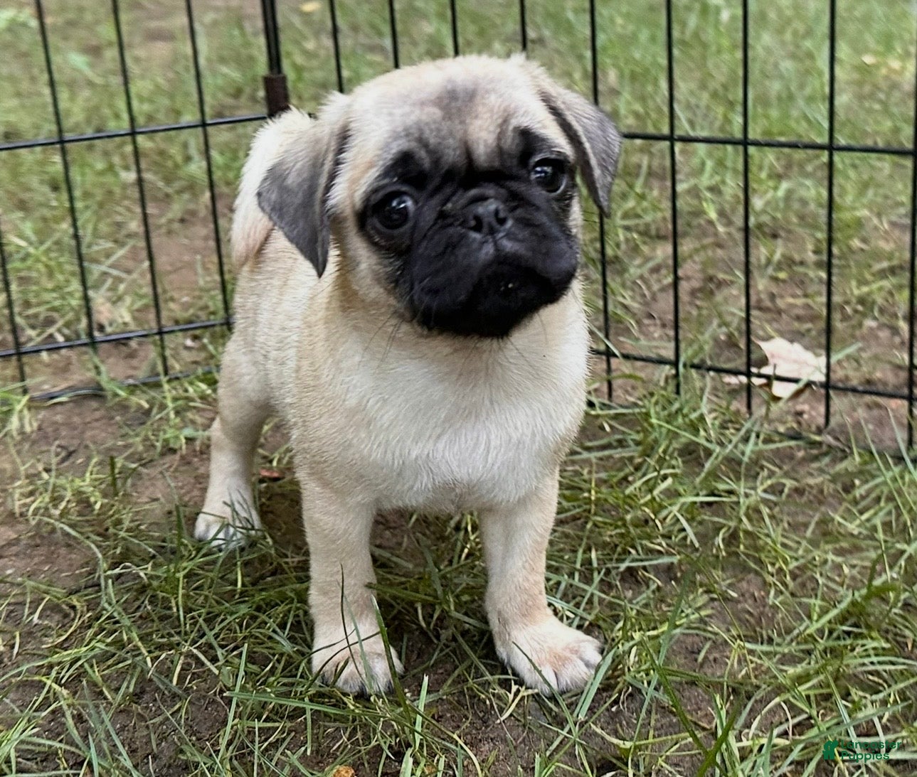 Pug dogs Charlie  - Ad 24