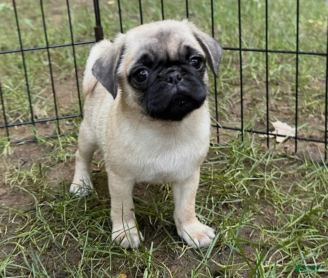 Pug dogs for sale: Charlie  - Ad 1