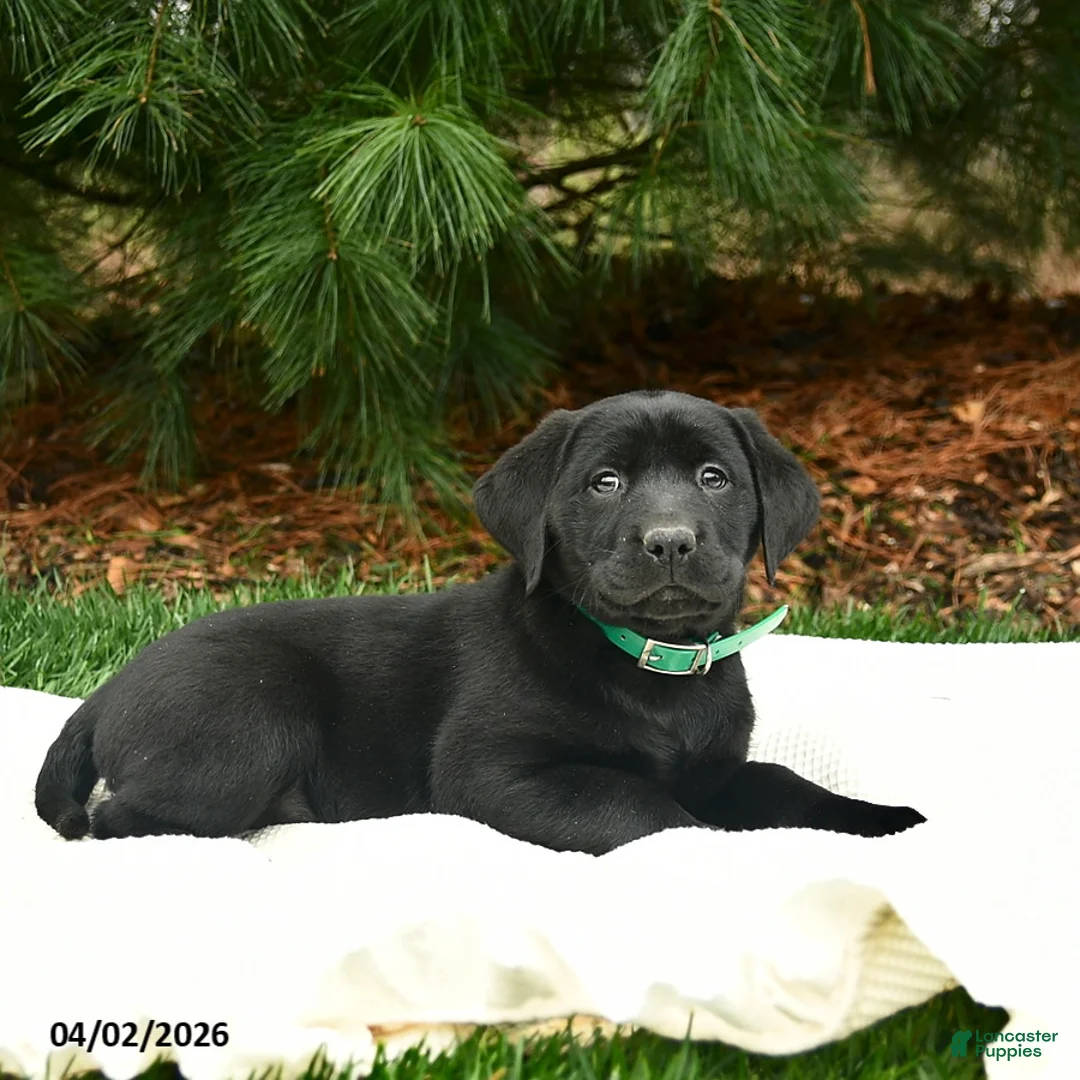 Labrador Retriever dogs for sale: Merry - Ad 2