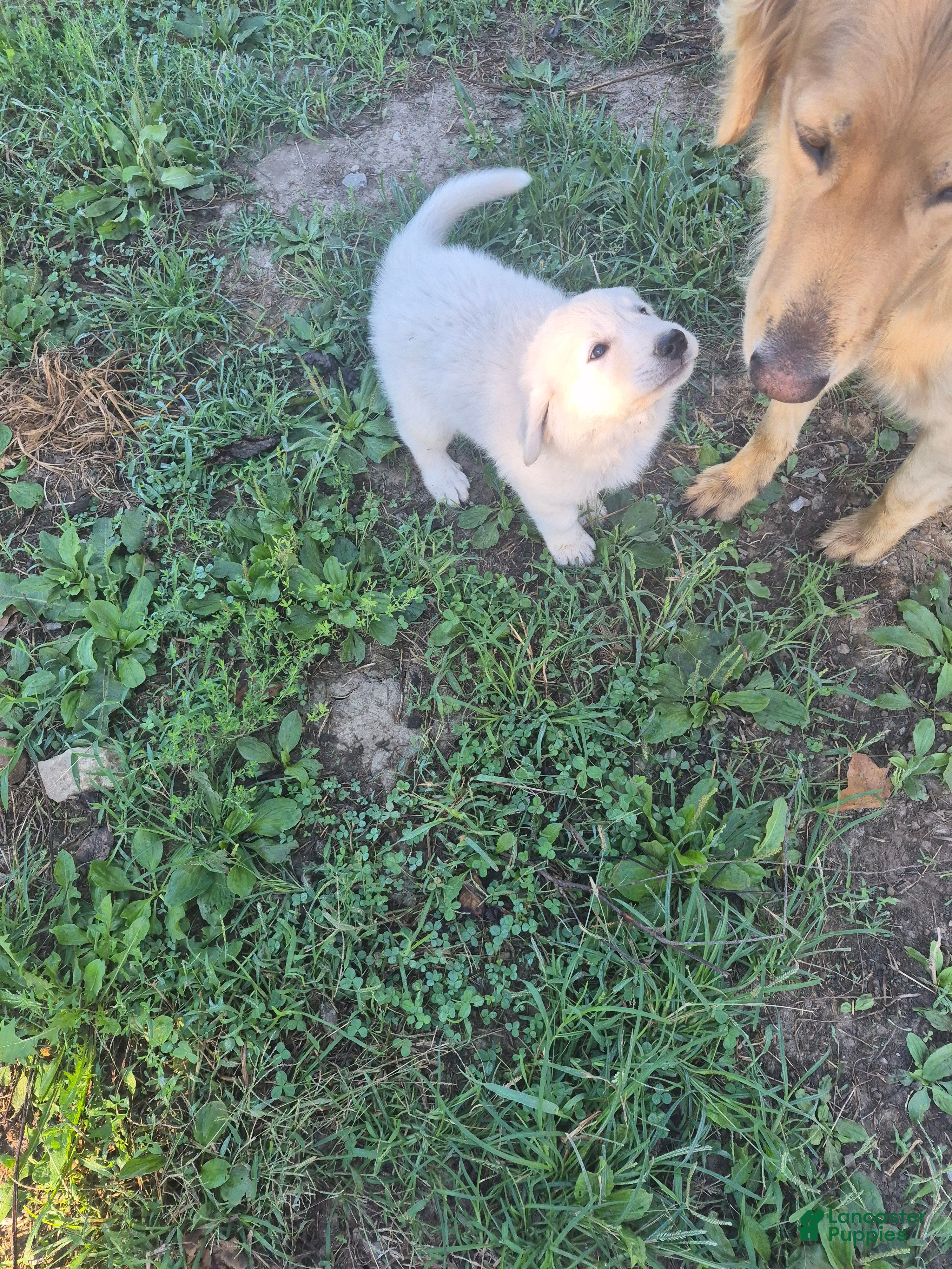Mixed Breed dogs Mixed Breed 2 - Ad 1