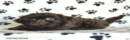 Shih Tzu dogs for sale: Ozzie - Ad 3