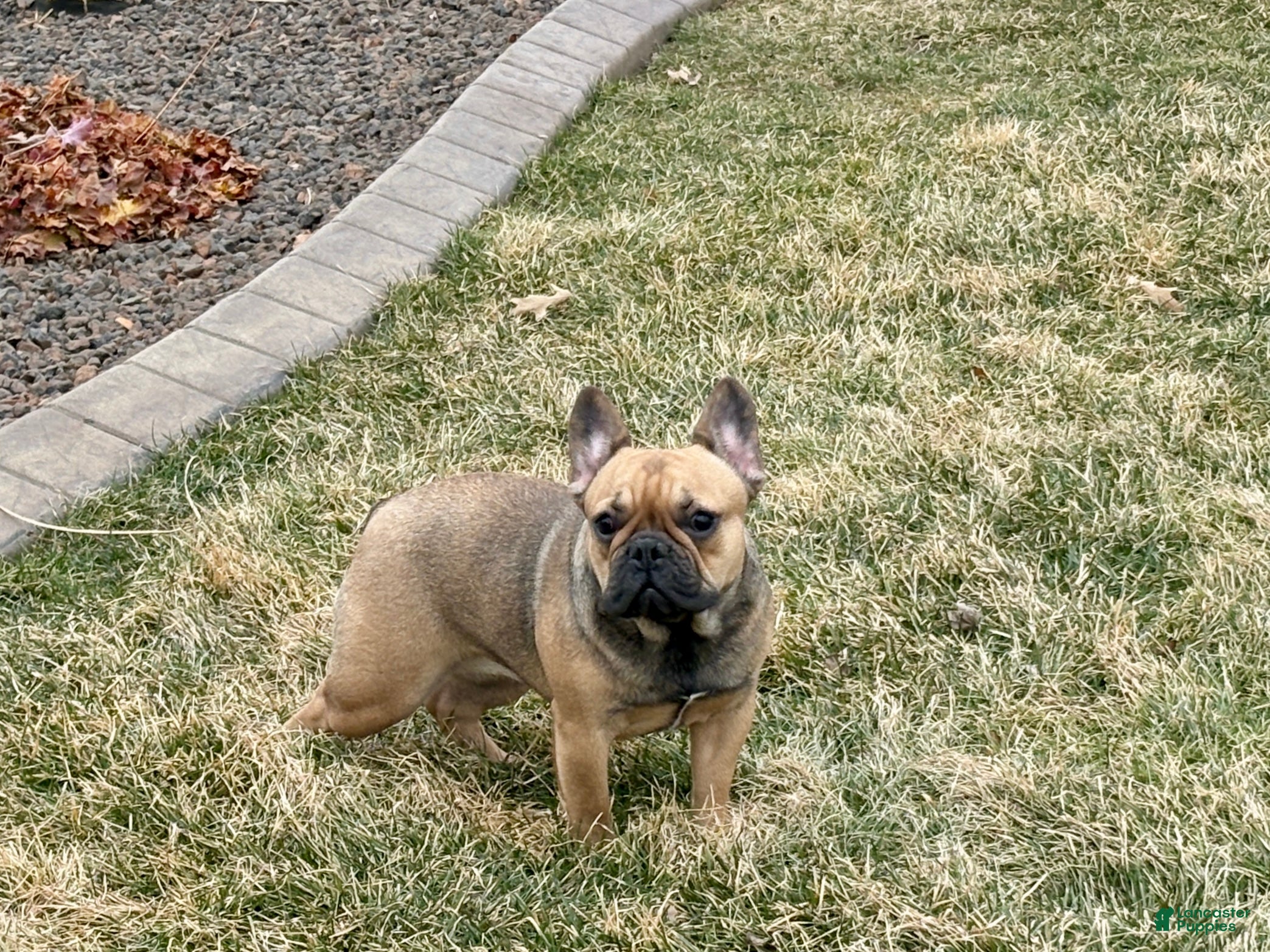 French Bulldog dogs Candice - Ad 2