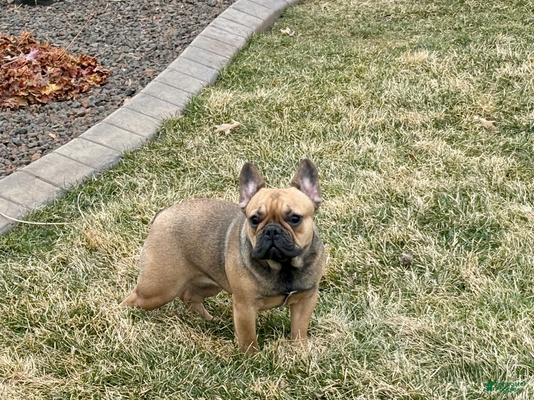 French Bulldog dogs for sale: Candice - Ad 2