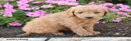 Mini Goldendoodle dogs for sale: Rosie - Ad 3