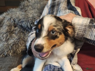 Miniature Australian Shepherd dogs - Ad 10
