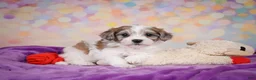 Maltipoo dogs for sale: Tessa - Ad 4