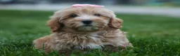 Havapoo dogs for sale: Ember 💛🐾 - Ad 5