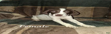 German Shorthaired Pointer 5