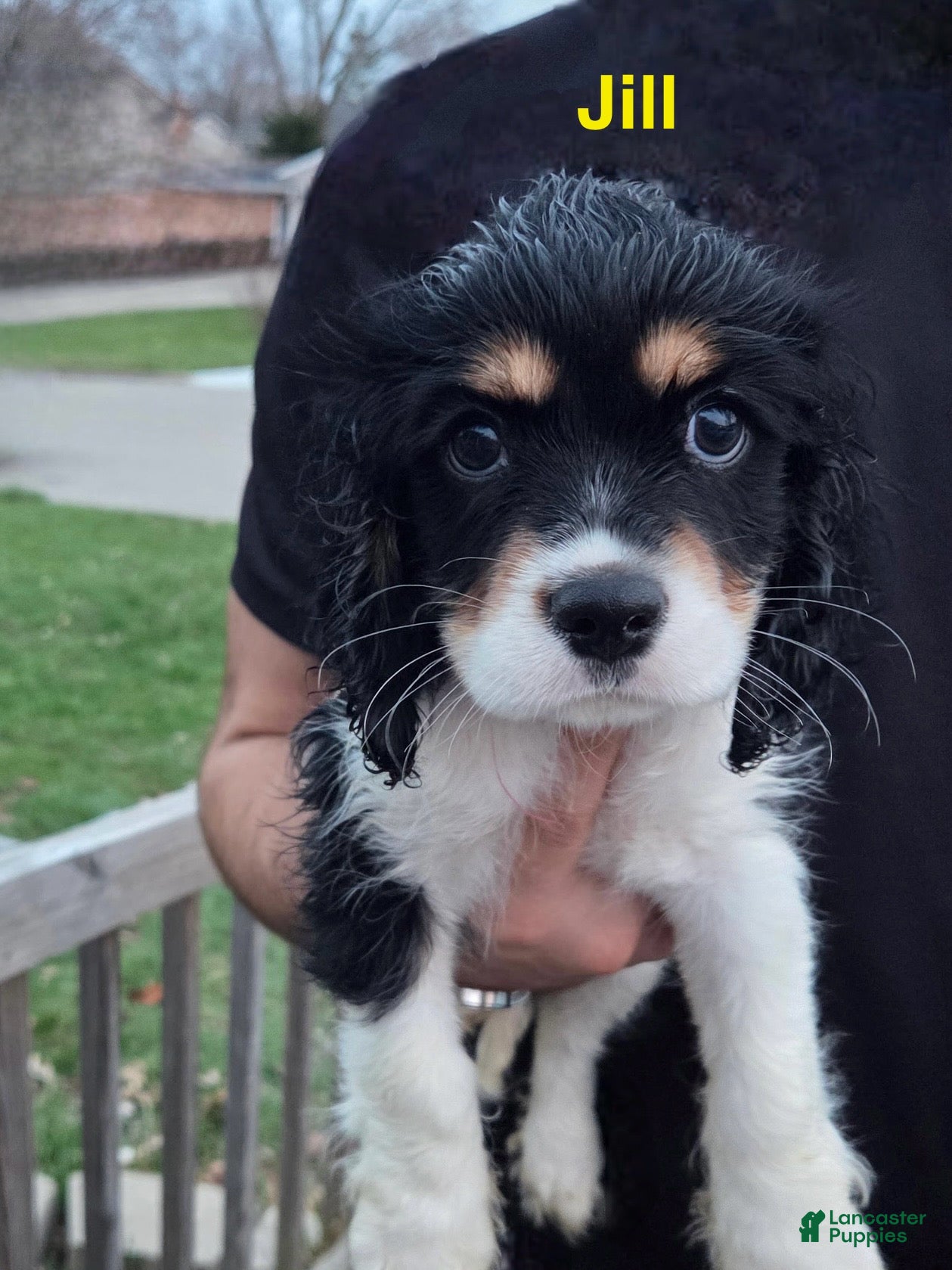 Mixed Breed dogs Jill - Ad 21