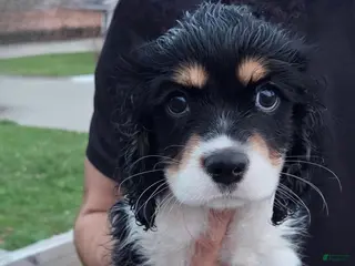 Mixed Breed dogs Jill - Ad 21