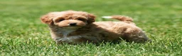Havapoo dogs for sale: Tasha - Ad 8