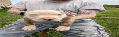 American Pit Bull Terrier Puppy 1