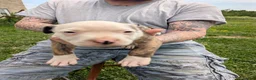 American Pit Bull Terrier dogs for sale: American Pit Bull Terrier Puppy 1 - Ad 1
