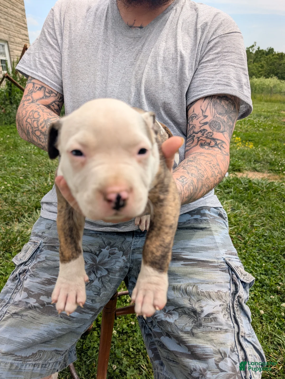 American Pit Bull Terrier dogs for sale: American Pit Bull Terrier Puppy 1 - Ad 1