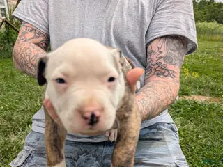 American Pit Bull Terrier dogs American Pit Bull Terrier Puppy 1 - Ad 23