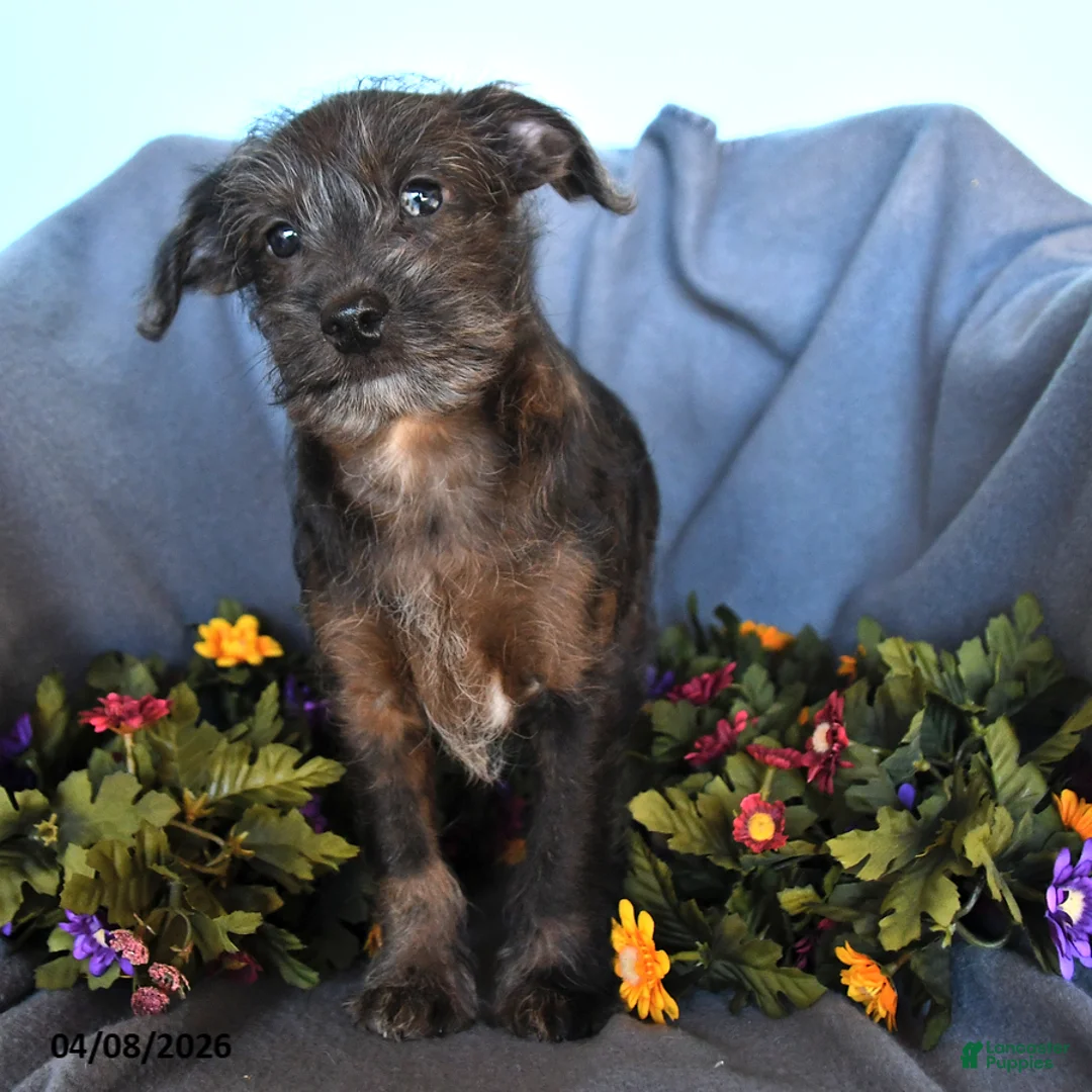 Pomapoo dogs for sale: Biscuit - Ad 2