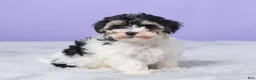 Maltipoo dogs for sale: Hannah - Ad 3