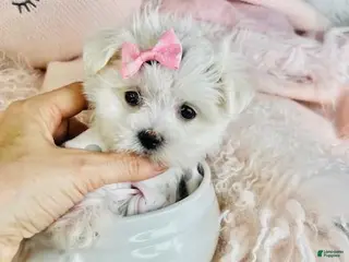 Maltese dogs Maltese Puppy 1 - Ad 22