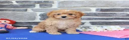 Mini Goldendoodle dogs for sale: Candie - Ad 4
