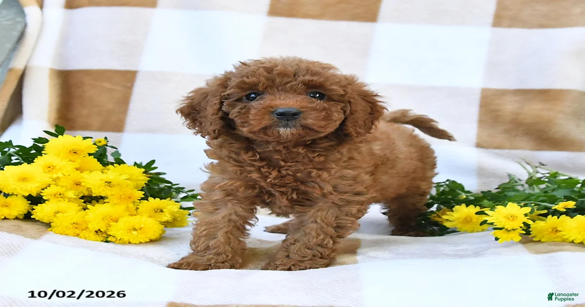 Cockapoo Puppies for sale in Pennsylvania | Lancaster Puppies