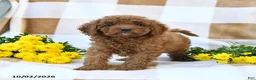 Cockapoo dogs for sale: Morgan - Ad 1