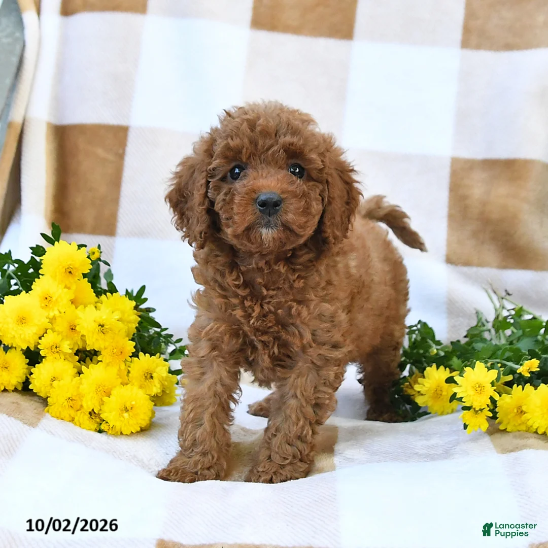 Cockapoo dogs for sale: Morgan - Ad 1