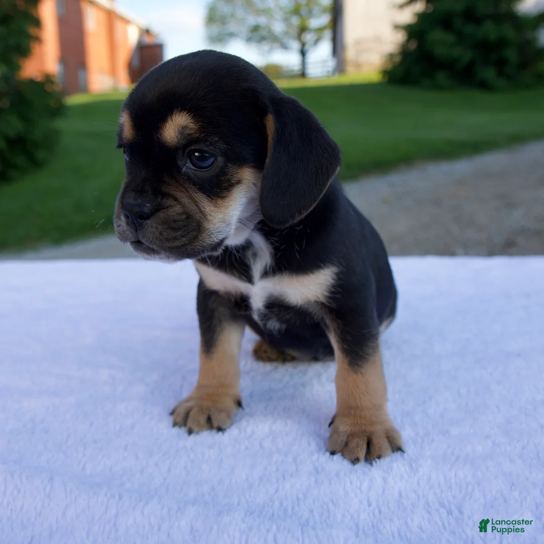 Beabull dogs for sale: Kona - Ad 6