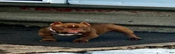 American Bully dogs for sale: American Bully Puppy 1 - Ad 1