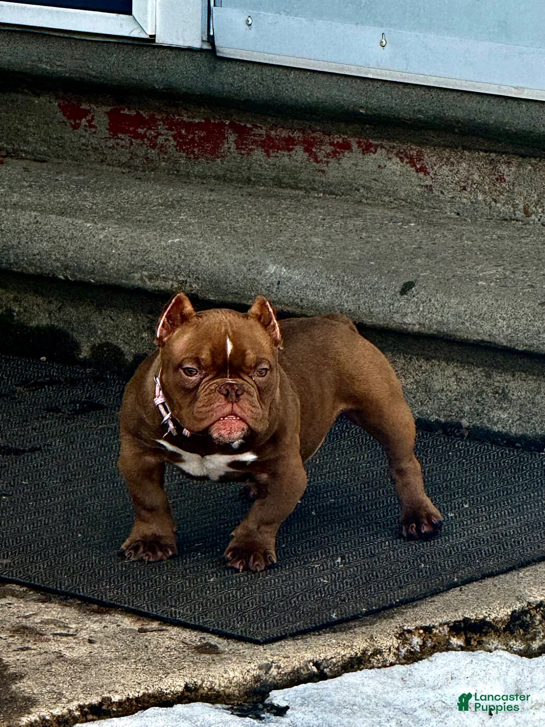 American Bully dogs for sale: American Bully Puppy 1 - Ad 1