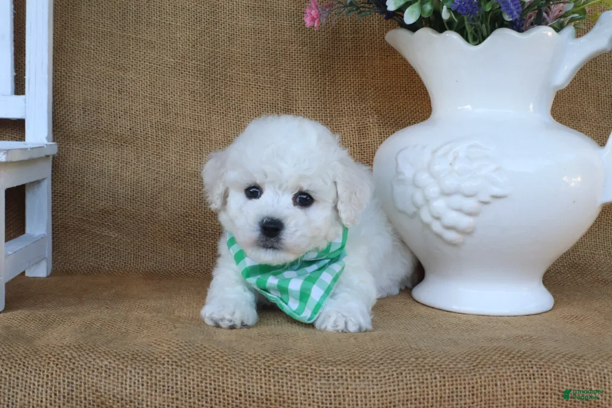 Bichon Frise dogs Aiden - Ad 2