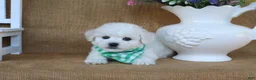 Bichon Frise dogs for sale: Aiden - Ad 7