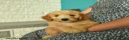 Mini Goldendoodle dogs for sale: Natcho  - Ad 4