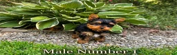 Yorkshire Terrier dogs for sale: Tim - Ad 1