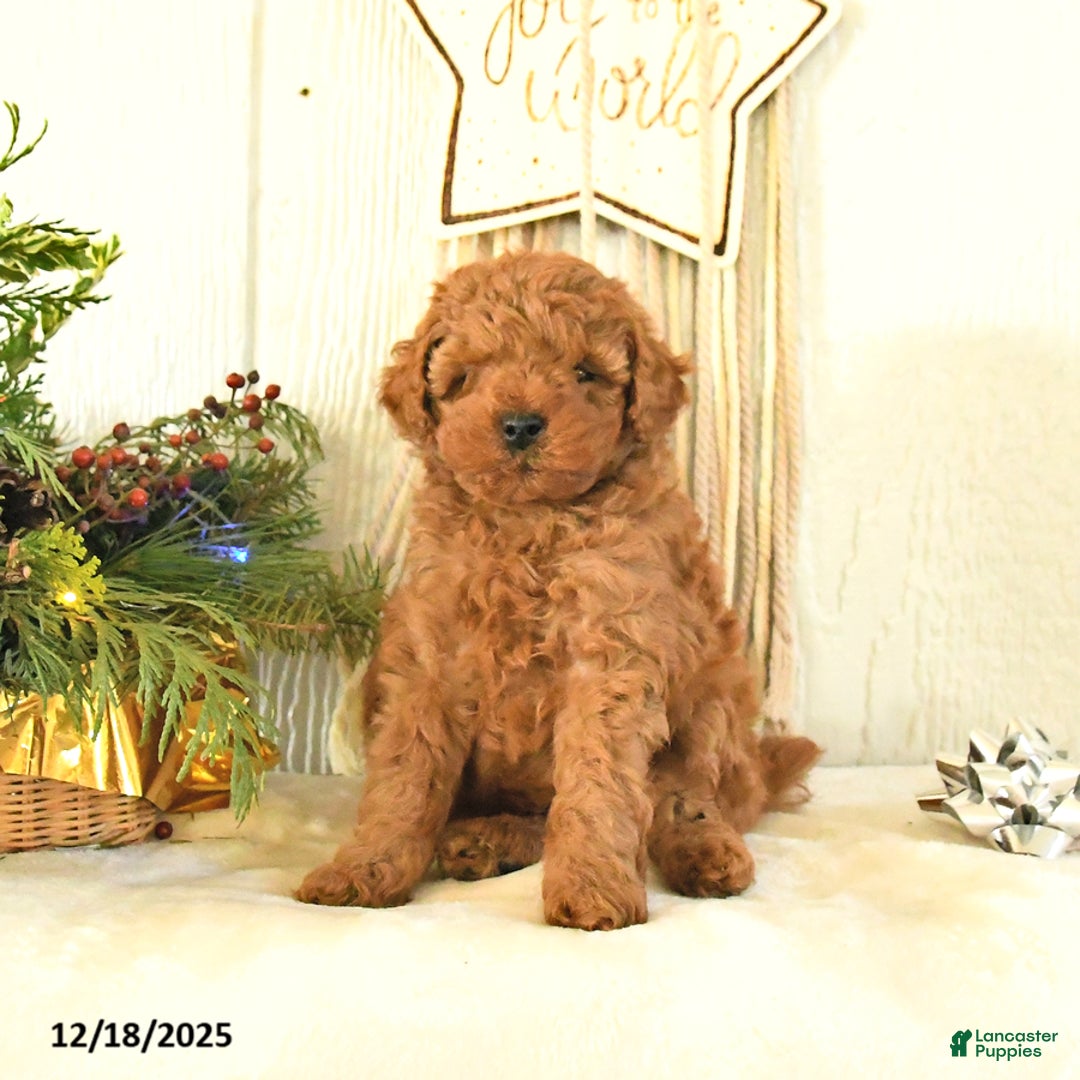 Toy Poodle dogs for sale: Bambi - Ad 5