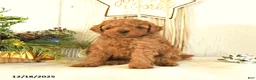 Toy Poodle dogs for sale: Bambi - Ad 5