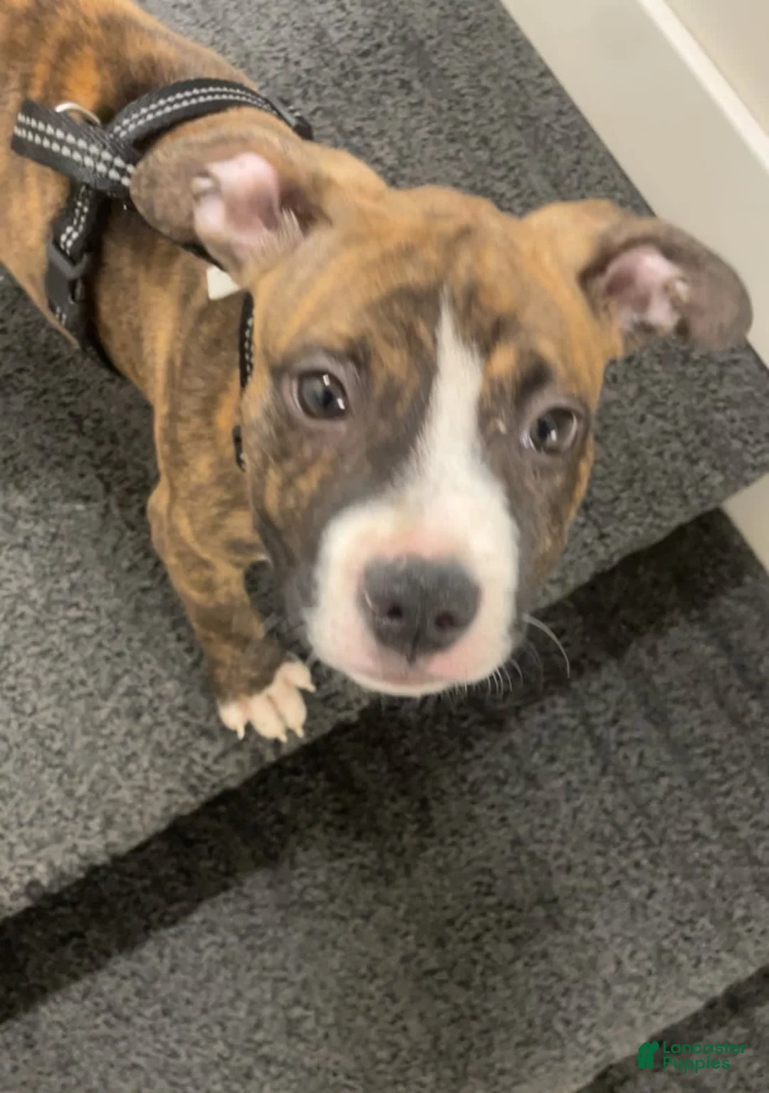 Gallery Image {{count}}