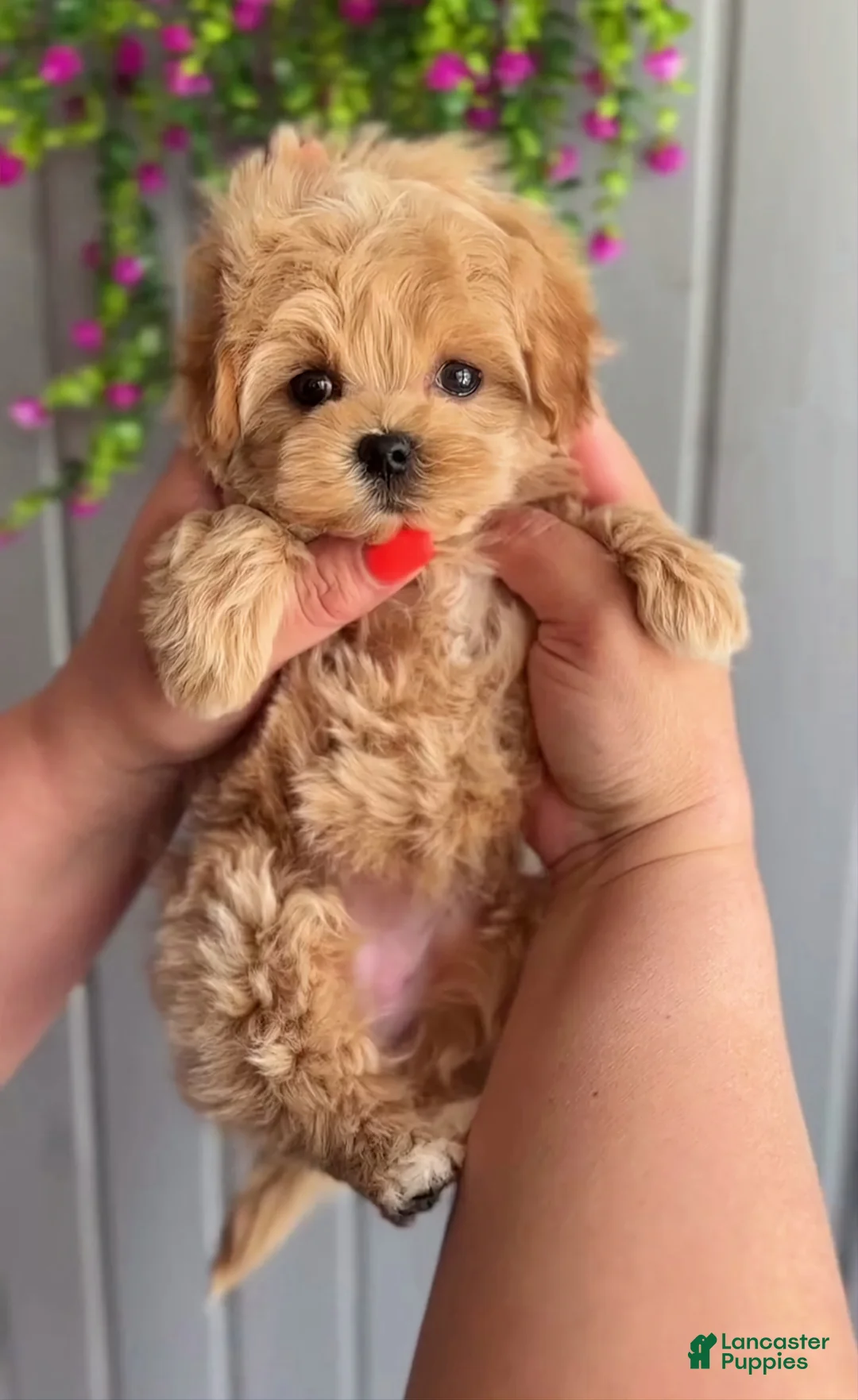 Maltipoo dogs for sale: Paula - Ad 1
