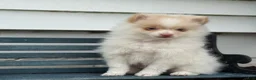 Pomeranian dogs for sale: Wilder - Ad 4