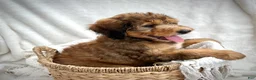 Bernedoodle dogs for sale: Sadie - Ad 10