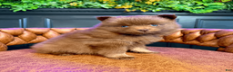 Pomsky dogs for sale: Spring - Ad 3