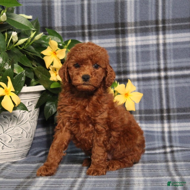 Miniature Poodle dogs Nevaeh - Ad 2