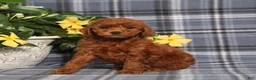 Miniature Poodle dogs for sale: Nevaeh - Ad 2
