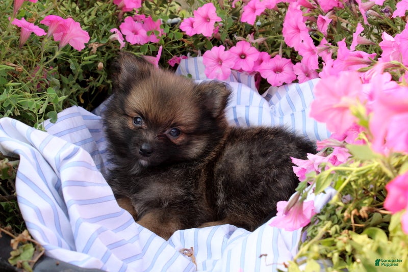 Pomeranian dogs Colton - Ad 2